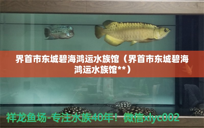 界首市东城碧海鸿运水族馆（界首市东城碧海鸿运水族馆**） 全国水族馆企业名录