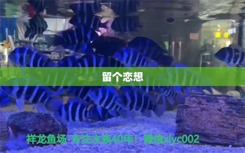 留个恋想 七纹巨鲤鱼 第3张