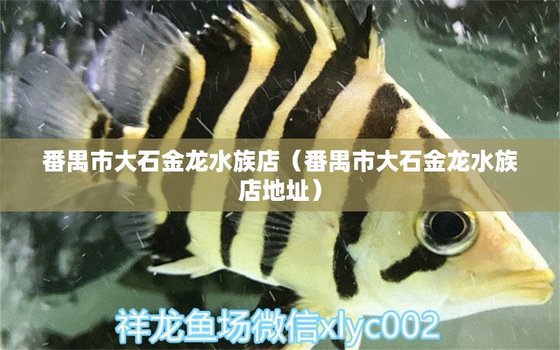 番禺市大石金龙水族店（番禺市大石金龙水族店地址）