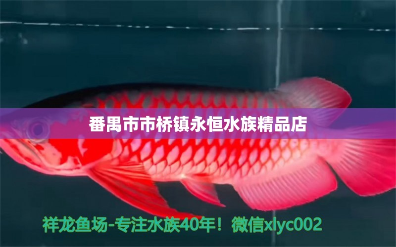 番禺市市桥镇永恒水族精品店 全国水族馆企业名录