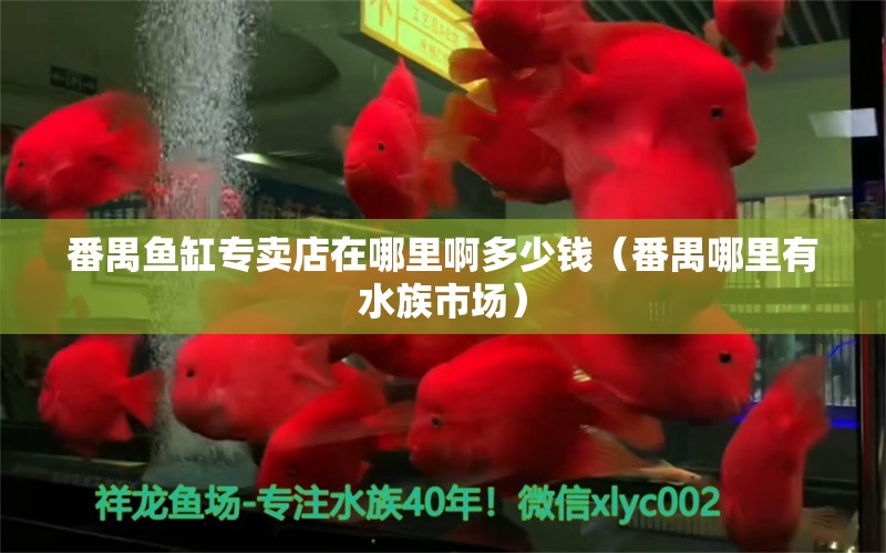 番禺鱼缸专卖店在哪里啊多少钱（番禺哪里有水族市场） 广州观赏鱼批发市场