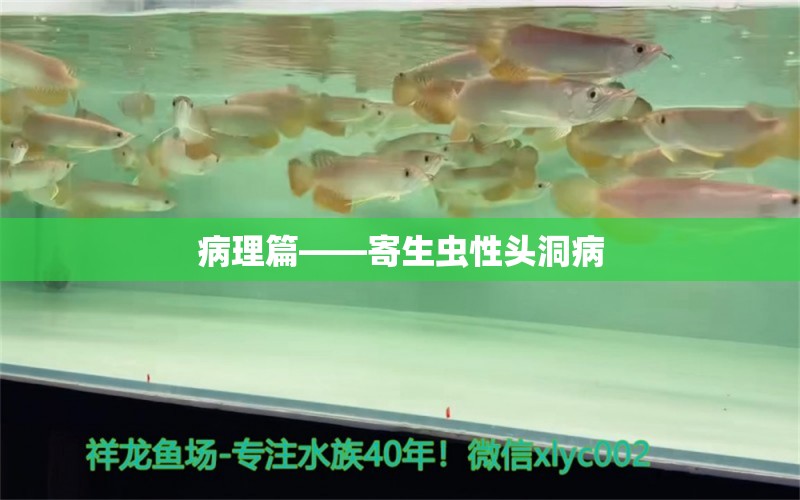 病理篇——寄生虫性头洞病