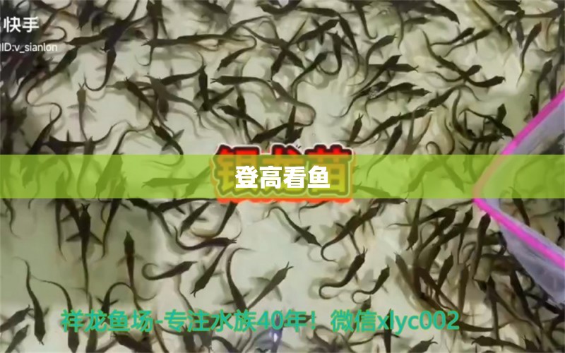 登高看鱼 观赏鱼论坛 第3张