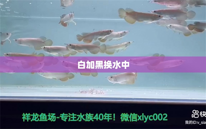 白加黑换水中