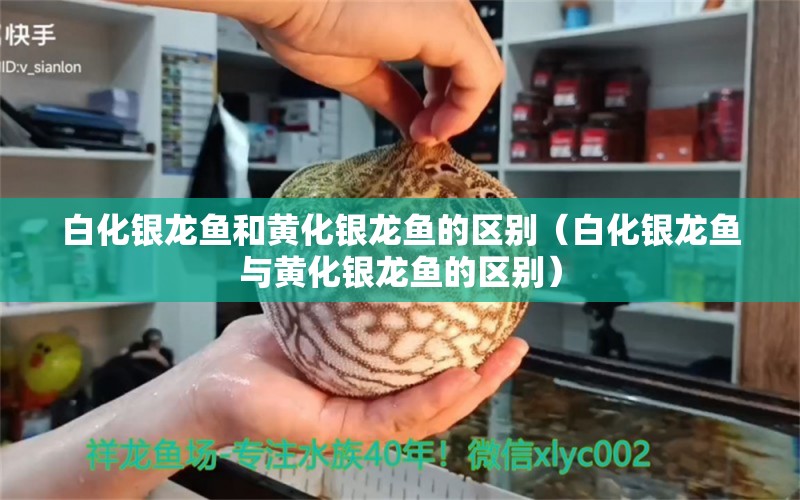 白化银龙鱼和黄化银龙鱼的区别（白化银龙鱼与黄化银龙鱼的区别） 龙鱼百科 第2张