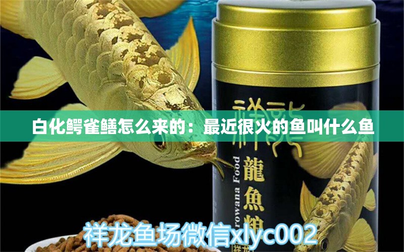 白化鳄雀鳝怎么来的：最近很火的鱼叫什么鱼