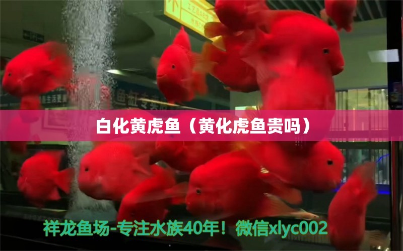 白化黄虎鱼（黄化虎鱼贵吗） 水族展会