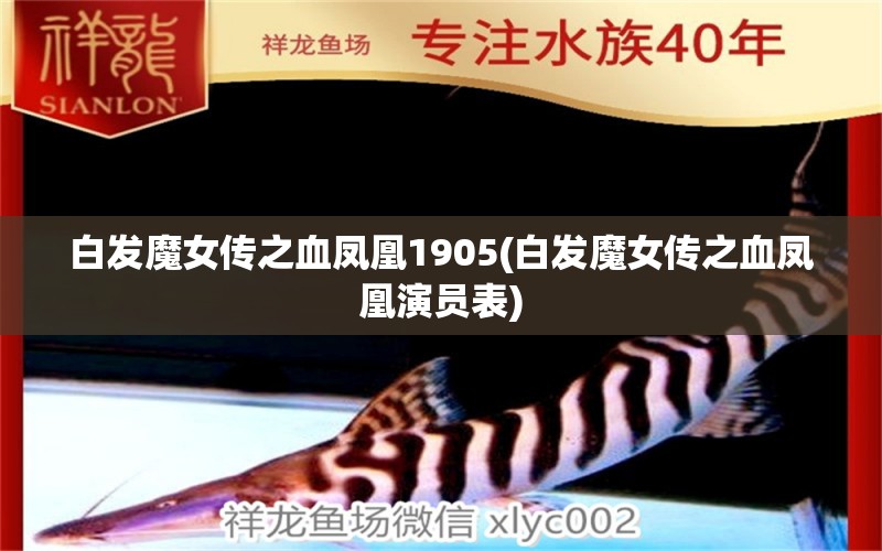 白发魔女传之血凤凰1905(白发魔女传之血凤凰演员表)