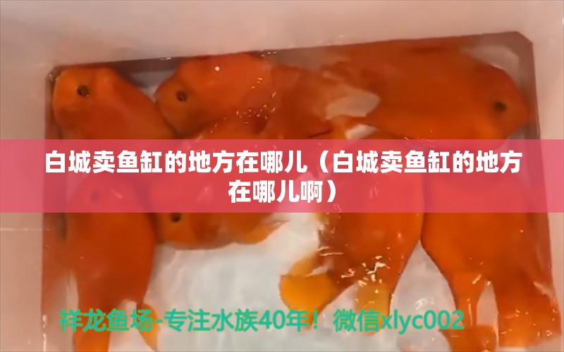 白城卖鱼缸的地方在哪儿（白城卖鱼缸的地方在哪儿啊） 其他品牌鱼缸