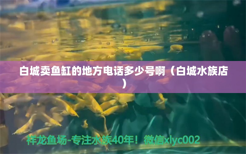 白城卖鱼缸的地方电话多少号啊（白城水族店）