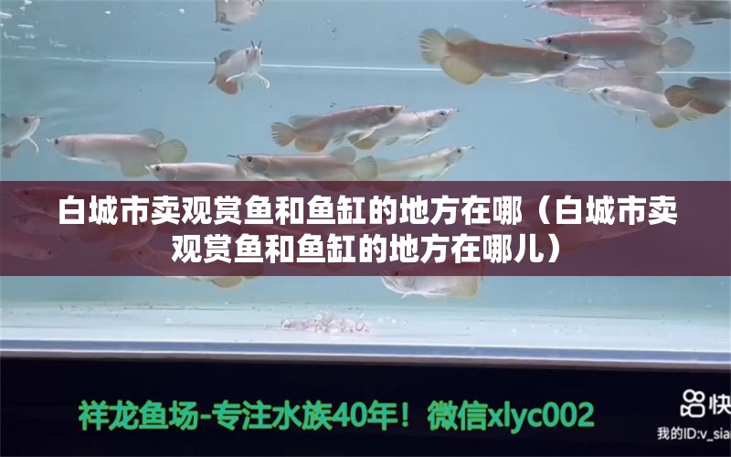 白城市卖观赏鱼和鱼缸的地方在哪（白城市卖观赏鱼和鱼缸的地方在哪儿） 其他品牌鱼缸