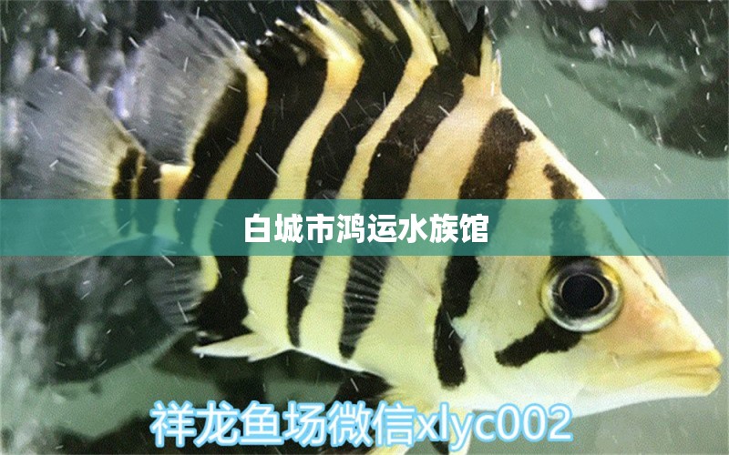 白城市鸿运水族馆 全国水族馆企业名录