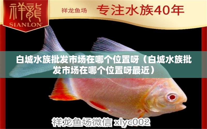 白城水族批发市场在哪个位置呀（白城水族批发市场在哪个位置呀最近） 观赏鱼水族批发市场