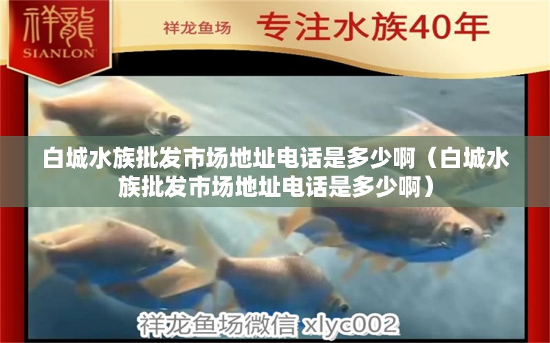 白城水族批发市场地址电话是多少啊（白城水族批发市场地址电话是多少啊）