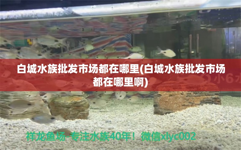 白城水族批发市场都在哪里(白城水族批发市场都在哪里啊) 观赏鱼水族批发市场