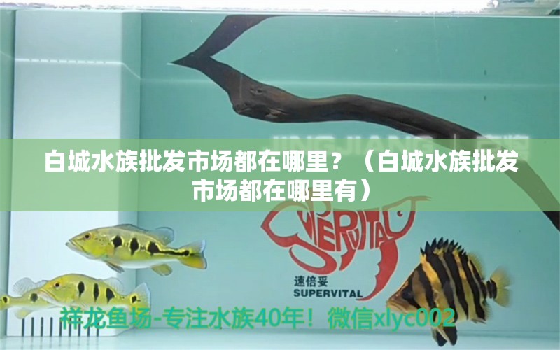 白城水族批发市场都在哪里？（白城水族批发市场都在哪里有） 水族杂谈