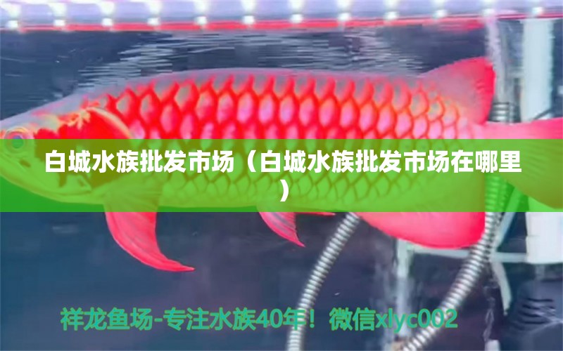 白城水族批发市场（白城水族批发市场在哪里）