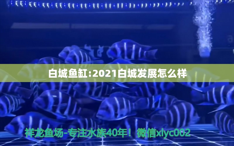 白城鱼缸:2021白城发展怎么样