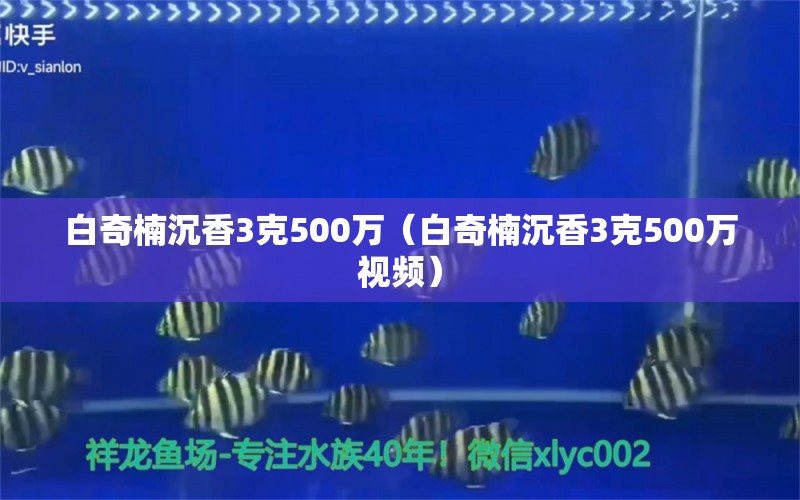 白奇楠沉香3克500万（白奇楠沉香3克500万视频）