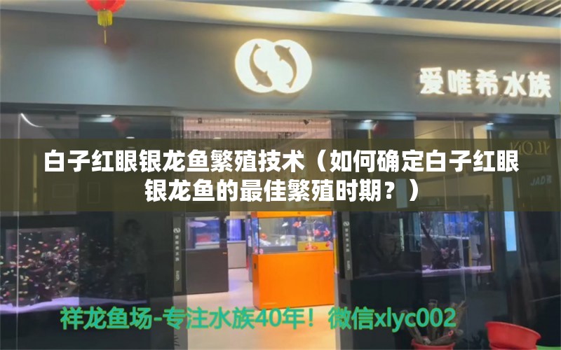 白子红眼银龙鱼繁殖技术（如何确定白子红眼银龙鱼的最佳繁殖时期？）