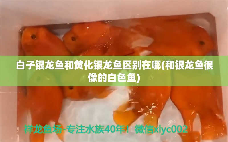 白子银龙鱼和黄化银龙鱼区别在哪(和银龙鱼很像的白色鱼) 银龙鱼