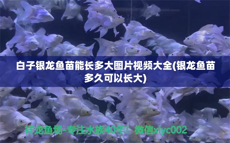 白子银龙鱼苗能长多大图片视频大全(银龙鱼苗多久可以长大)