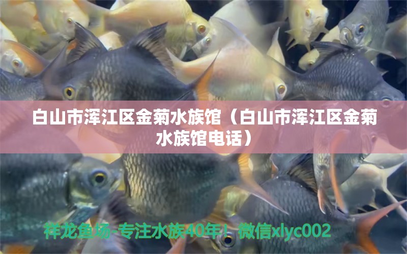 白山市浑江区金菊水族馆（白山市浑江区金菊水族馆电话）