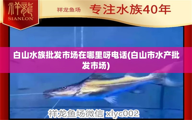 白山水族批发市场在哪里呀电话(白山市水产批发市场) 观赏鱼水族批发市场