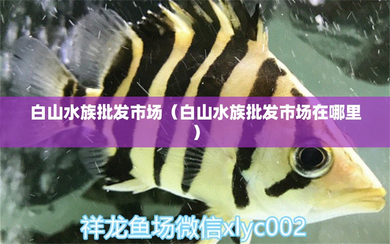 白山水族批发市场（白山水族批发市场在哪里）