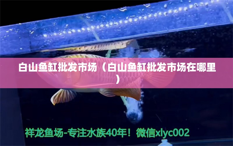 白山鱼缸批发市场（白山鱼缸批发市场在哪里） 观赏鱼水族批发市场