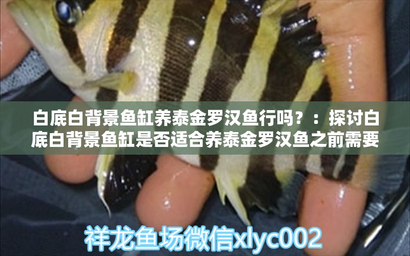 白底白背景鱼缸养泰金罗汉鱼行吗？：探讨白底白背景鱼缸是否适合养泰金罗汉鱼之前需要了解 鱼缸百科 第2张