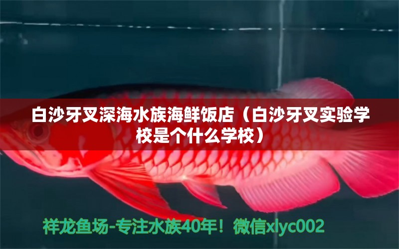 白沙牙叉深海水族海鲜饭店（白沙牙叉实验学校是个什么学校）