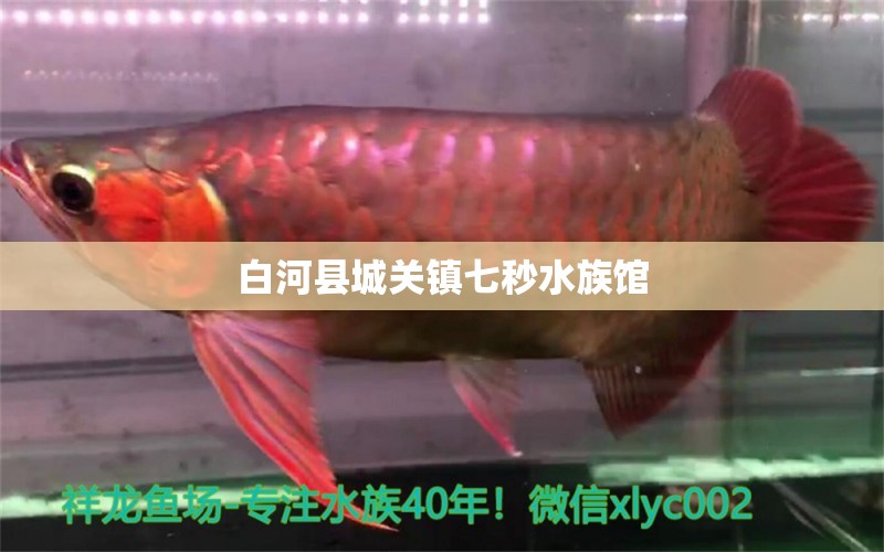 白河县城关镇七秒水族馆