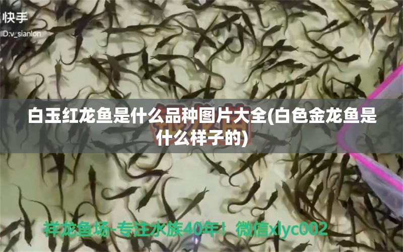 白玉红龙鱼是什么品种图片大全(白色金龙鱼是什么样子的)