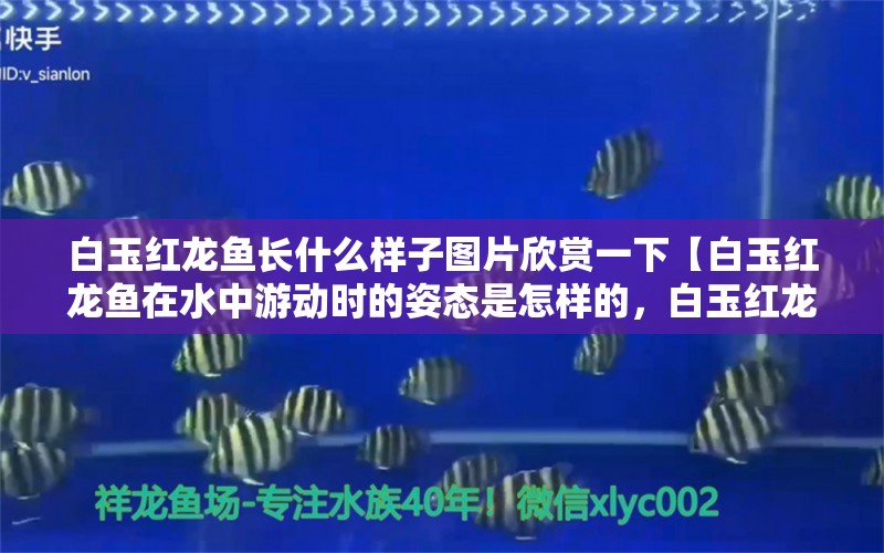 白玉红龙鱼长什么样子图片欣赏一下【白玉红龙鱼在水中游动时的姿态是怎样的，白玉红龙鱼的体型是怎样的】 水族问答 第2张