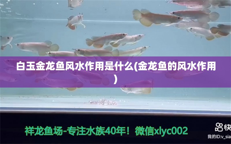 白玉金龙鱼风水作用是什么(金龙鱼的风水作用)