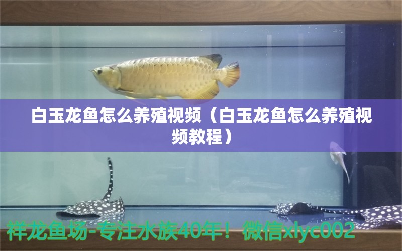 白玉龙鱼怎么养殖视频（白玉龙鱼怎么养殖视频教程）