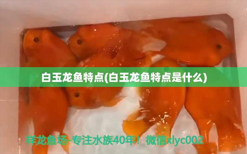 白玉龙鱼特点(白玉龙鱼特点是什么)