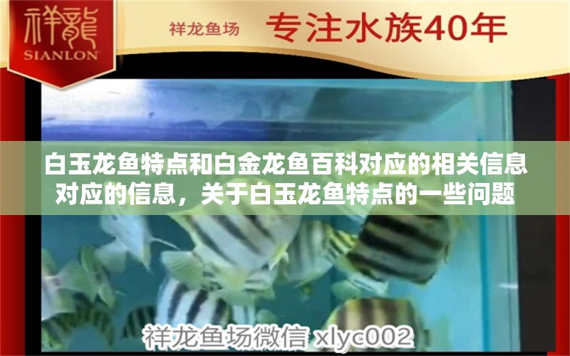 白玉龙鱼特点和白金龙鱼百科对应的相关信息对应的信息，关于白玉龙鱼特点的一些问题