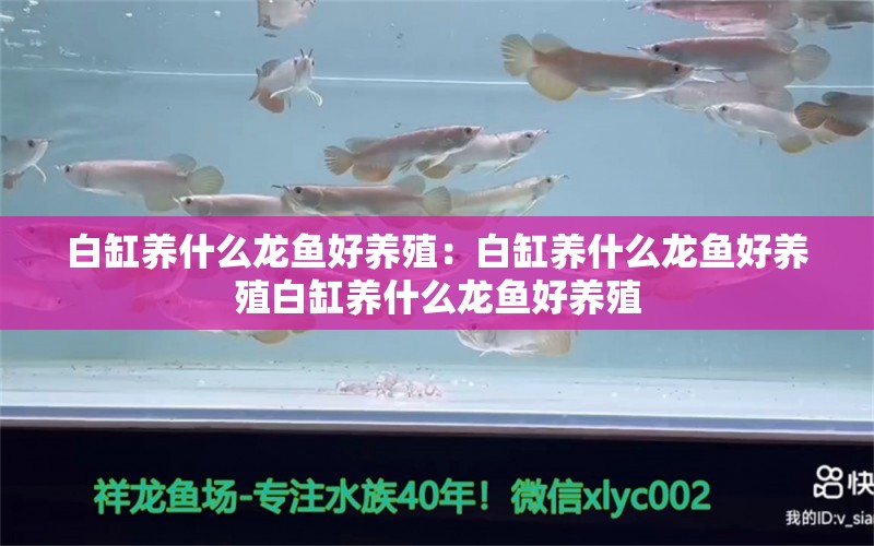 白缸养什么龙鱼好养殖：白缸养什么龙鱼好养殖白缸养什么龙鱼好养殖 龙鱼百科 第2张