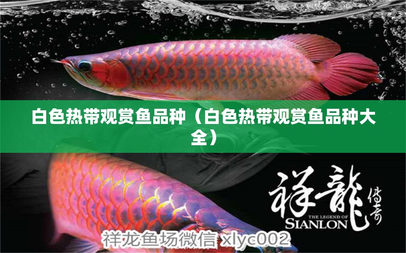 白色热带观赏鱼品种（白色热带观赏鱼品种大全） 祥龙水族医院