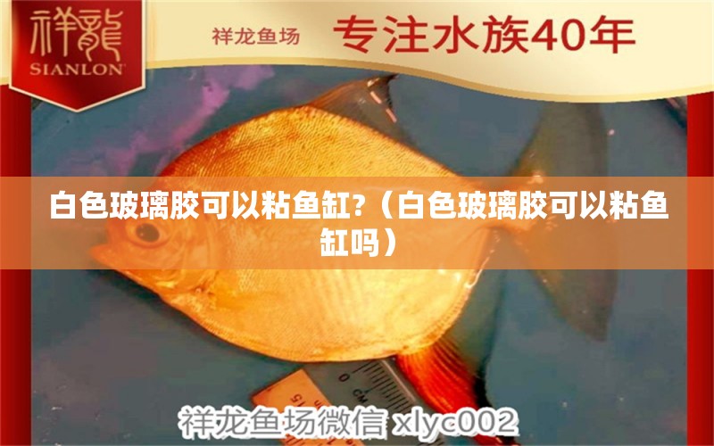 白色玻璃胶可以粘鱼缸?（白色玻璃胶可以粘鱼缸吗） 蓝底过背金龙鱼