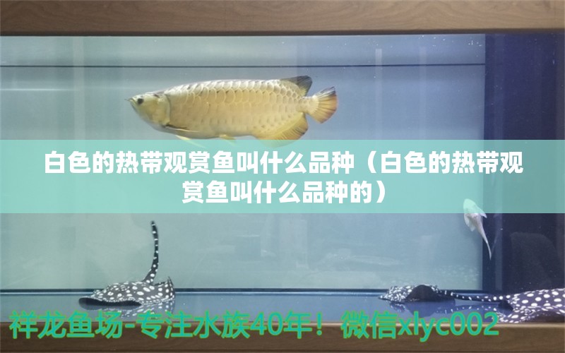 白色的热带观赏鱼叫什么品种（白色的热带观赏鱼叫什么品种的）