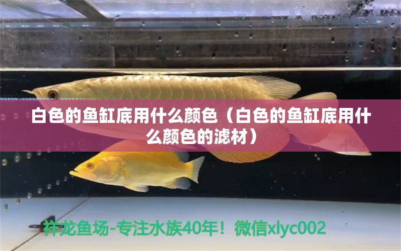 白色的鱼缸底用什么颜色（白色的鱼缸底用什么颜色的滤材）