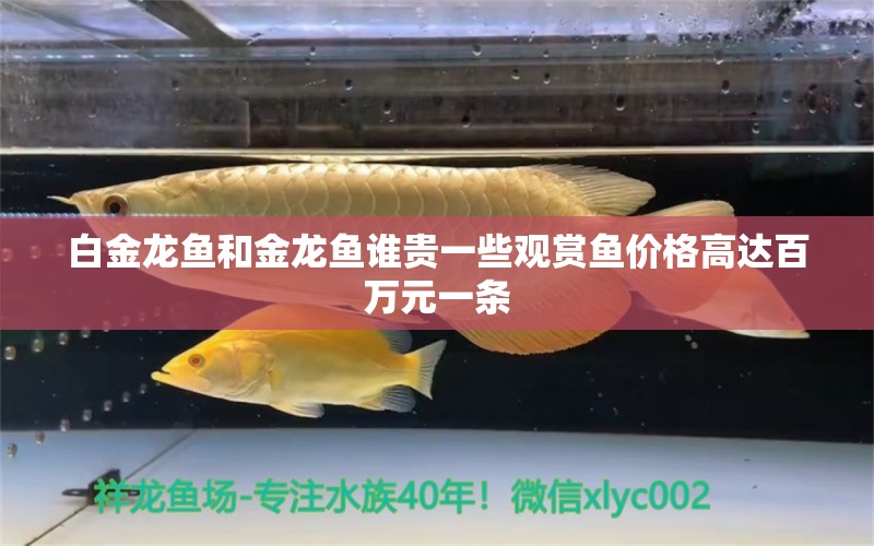 白金龙鱼和金龙鱼谁贵一些观赏鱼价格高达百万元一条 战车红龙鱼