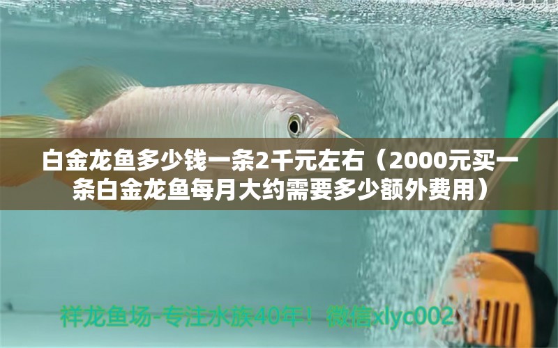 白金龙鱼多少钱一条2千元左右（2000元买一条白金龙鱼每月大约需要多少额外费用） 水族问答 第1张