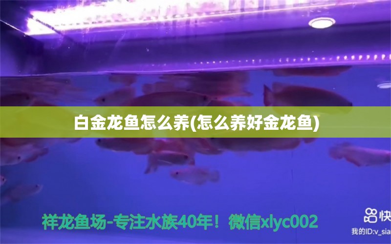 白金龙鱼怎么养(怎么养好金龙鱼) 鱼缸/水族箱