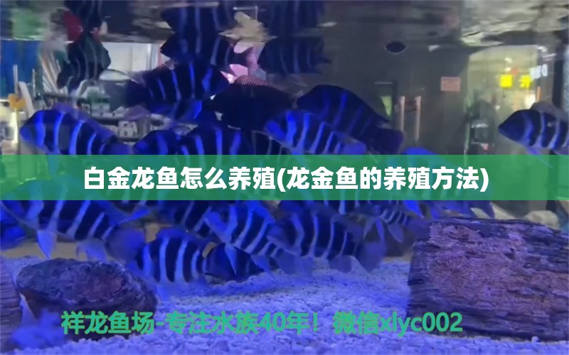 白金龙鱼怎么养殖(龙金鱼的养殖方法) 斑马狗头鱼