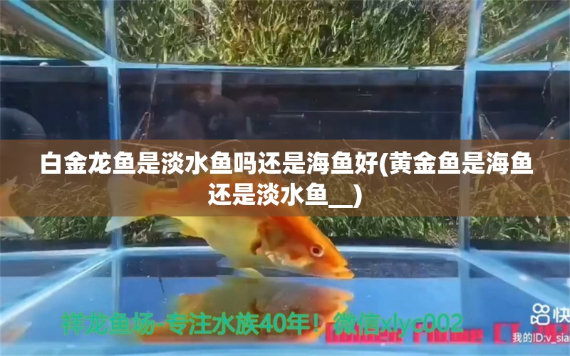 白金龙鱼是淡水鱼吗还是海鱼好(黄金鱼是海鱼还是淡水鱼__) 虎斑恐龙鱼