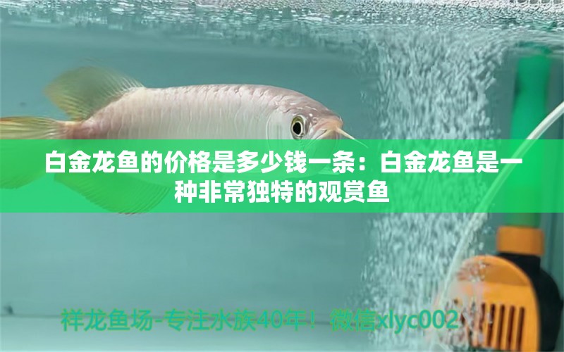 白金龙鱼的价格是多少钱一条：白金龙鱼是一种非常独特的观赏鱼